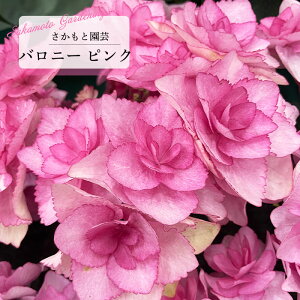 y܂Ȃߐ؂z \̔ AWTC oj[ sN 9cm`10.5cm|bg o^\ Ɖ| nChWA c ԕc c  z smt 10{ȍ~