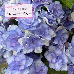 アジサイ バロニー ブルー 9cm〜10.5cmポット 登録申請中 さかもと園芸 ハイドランジア 苗 花苗 苗木 あじさい 紫陽花 smt