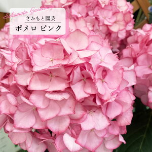 \̔ AWTC | sN 9cm`10.5cm|bg o^\ Ɖ| nChWA c ԕc c  z smt 10{ȍ~