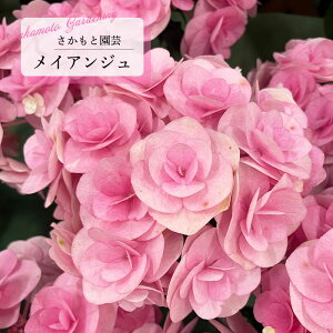 \̔ AWTC CAW 9cm`10.5cm|bg o^\ Ɖ| nChWA c ԕc c  z smt 10{ȍ~