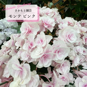 \̔ AWTC e sN 9cm`10.5cm|bg o^\ Ɖ| nChWA c ԕc c  z smt 10{ȍ~