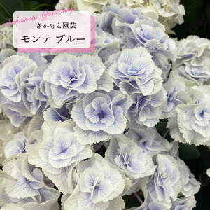 アジサイ モンテ ブルー 9cm〜10.5cmポット 登録申請中 さかもと園芸 ハイドランジア 苗 花苗 苗木 あじさい 紫陽花 smt