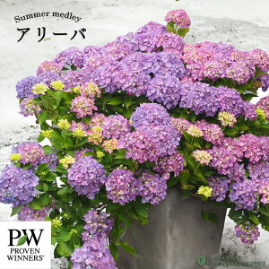 \̔ AWTC T}[h[ A[o 11cm|bg G炫 nChWA c ԕc c  z prw 10{ȍ~