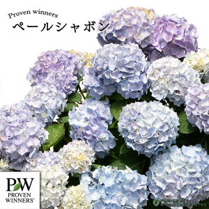 \̔ AWTC T}[h[ y[V{ 11cm|bg G炫 nChWA c ԕc c  z prw 10{ȍ~