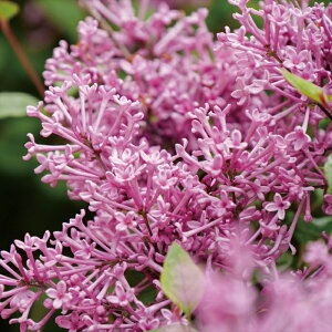 \̔ PCbN c h[t p[v 11cm|bg c Ԗ prw 11{ȍ~