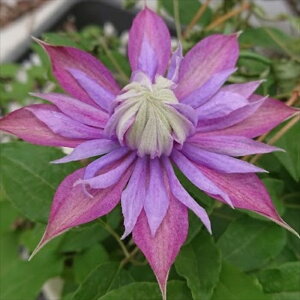 \̔ N}`X c }WbNtHe[ nIWii 2Nc 9cm`10.5cm|bg }WbNtHEe[  ouc 3{ȍ~