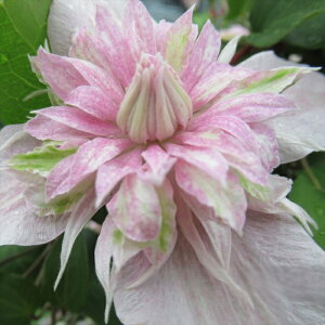 \̔ N}`X c ǂ̗d |IWi io^\ 2Nc 9cm`10.5cm|bg TNmEZC  ouc 1{ȍ~