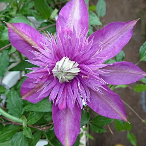 \̔ N}`X c  |IWi io^\ 2Nc 9cm`10.5cm|bg VEE  ouc 1{ȍ~