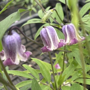 \̔ N}`X c _ |IWi 2Nc ^ x^ 9cm`10.5cm|bg Vmm  ouc 3{ȍ~