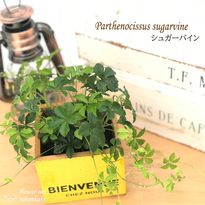 楽天市場 パーセノシッサス シュガーバイン つる性 多年草 観葉植物 インテリア おしゃれ フラワーネット 日本花キ流通