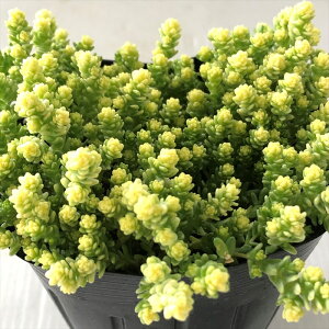 A seZ_ AN AEE GKX 9cm|bg A Z_