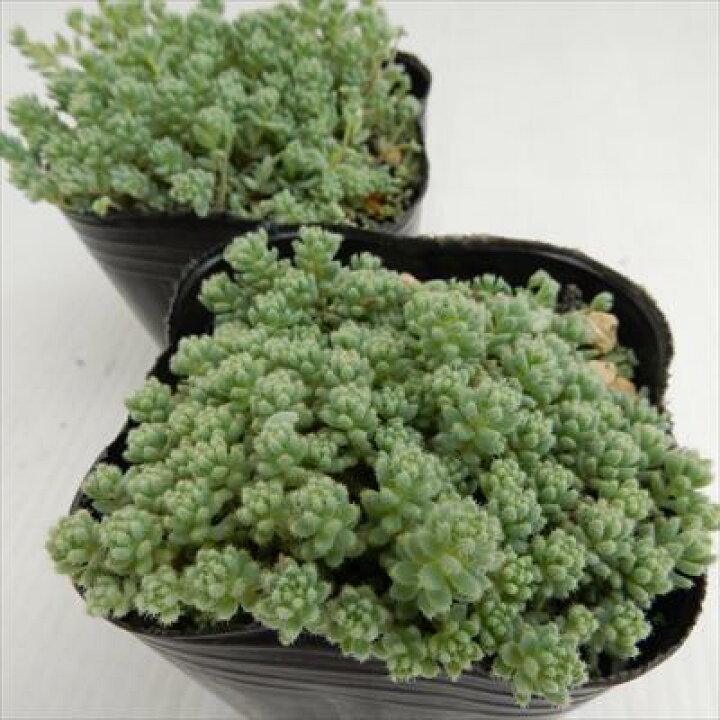楽天市場】多肉植物 seセダム ダシフィルム 玉蛋白 タマタンパク 多肉 