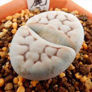 A asg[vX Ԗڎ A g[vX Z 6cm|bg