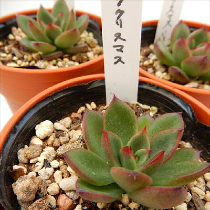 351円 即納 観葉植物 おまかせプチ多肉 リトル恐竜 鉢おまかせ 1鉢 351円 即納 観葉植物 おまかせプチ多肉 リトル恐竜 鉢おまかせ 1鉢