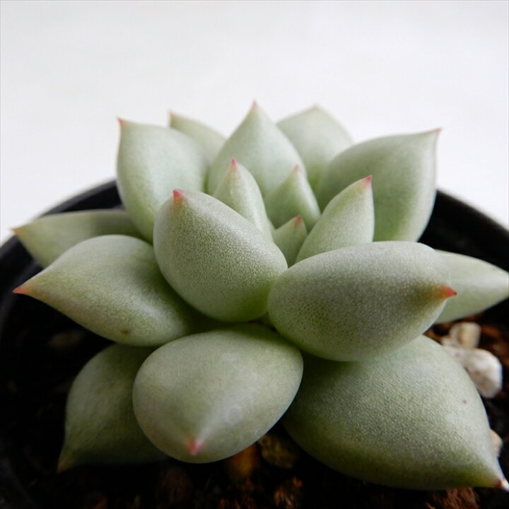 楽天市場 多肉植物 Hmエケベリア アイボリー 多肉植物 エケベリア 6cmポット フラワーネット 日本花キ流通