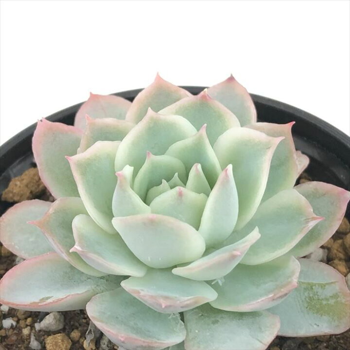 楽天市場】多肉植物 hmエケベリア ファラックス静月 多肉植物 