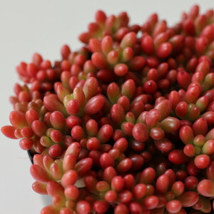 多肉植物 seセダム ばらまき虹の玉 ニジノタマ 信華園さんの苗 7.5cmポット