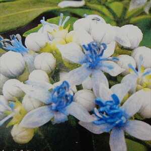 苗 アジサイ 紫陽花の人気商品 通販 価格比較 価格 Com 苗 アジサイ 紫陽花の人気商品 通販 価格比較 価格 Com