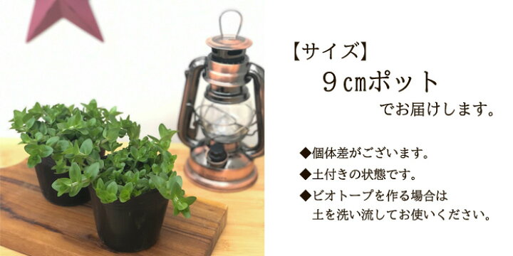 楽天市場 ウォーターバコパ 9cmポット 水生植物 水草 ビオトープ 観葉植物 フラワーネット 日本花キ流通