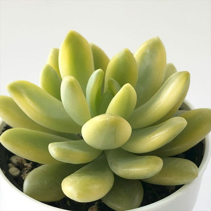 楽天市場】多肉植物 hmセダム シャンパンライム 春萌錦 多肉植物  