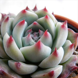 A hmGPxA RR[^ A GPxA 6cm|bg