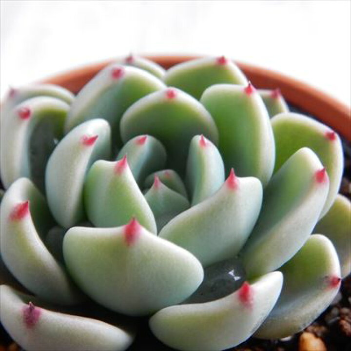 楽天市場 多肉植物 Hmエケベリア 七福美尼 多肉植物 エケベリア 6cmポット フラワーネット 日本花キ流通