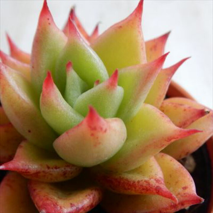 楽天市場 多肉植物 Hmエケベリア 赤い星 多肉植物 エケベリア 6cmポット フラワーネット 日本花キ流通