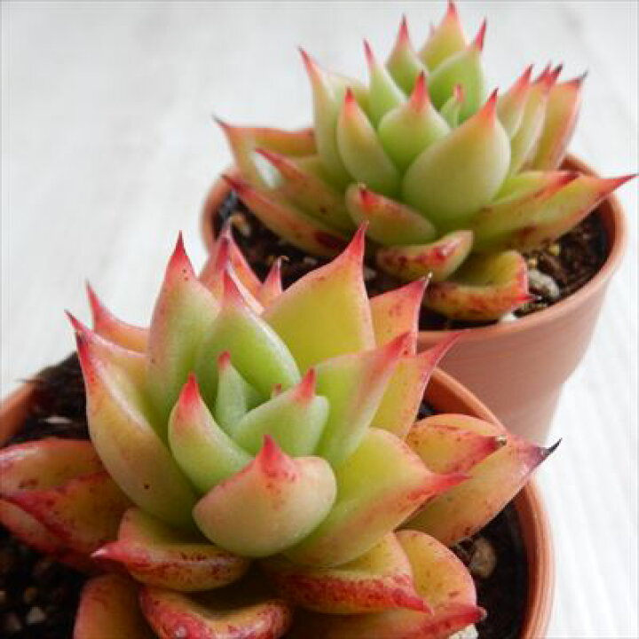 楽天市場 多肉植物 Hmエケベリア 赤い星 多肉植物 エケベリア 6cmポット フラワーネット 日本花キ流通