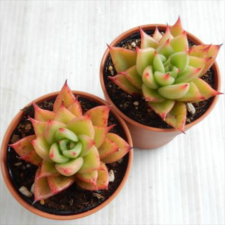 楽天市場 多肉植物 Hmエケベリア 赤い星 多肉植物 エケベリア 6cmポット フラワーネット 日本花キ流通