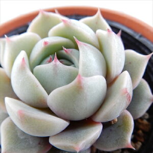 A hmGPxA xofBX A GPxA 6cm|bg