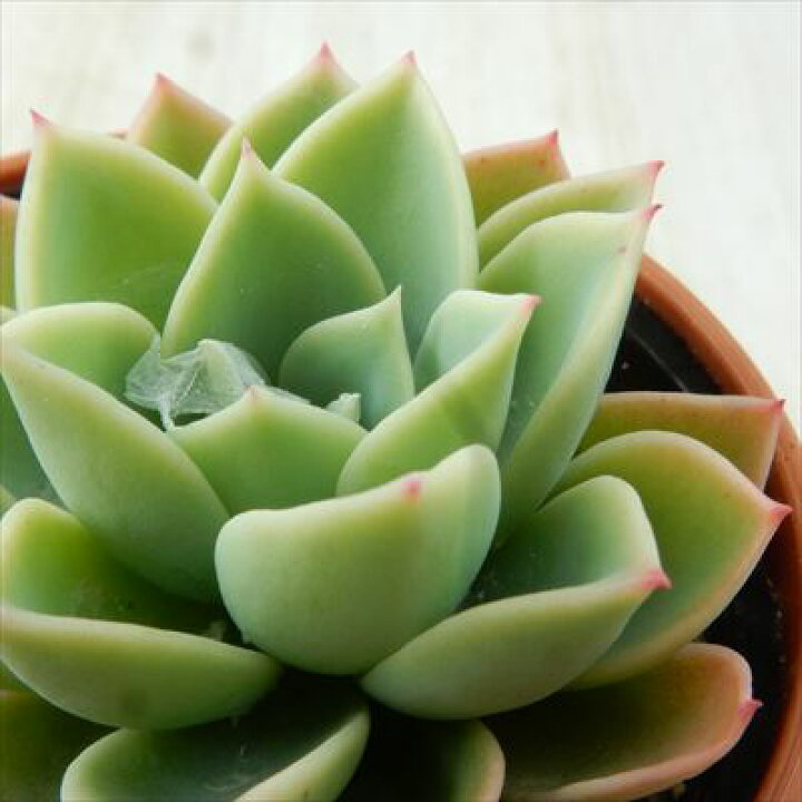 楽天市場 多肉植物 Hmエケベリア パンジー 多肉植物 エケベリア 6cmポット フラワーネット 日本花キ流通