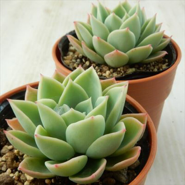 楽天市場 多肉植物 Hmエケベリア パンジー 多肉植物 エケベリア 6cmポット フラワーネット 日本花キ流通
