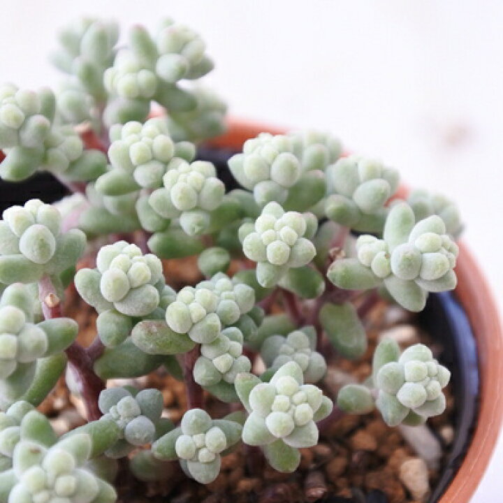 楽天市場】多肉植物 hm木立ブレビフォリウム 多肉植物 6cmポット 