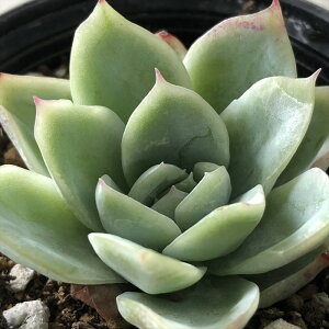 A hmGPxA Yx[ACX A GPxA 6cm|bg