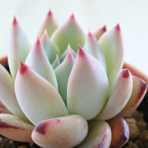 A hmGPxA [Ai A GPxA 6cm|bg