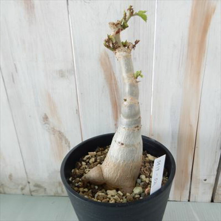 楽天市場 多肉植物 Caシッサス キフォステンマ キローサム 0417 02 多肉植物 コーデックス 現品販売 フラワーネット 日本花キ流通