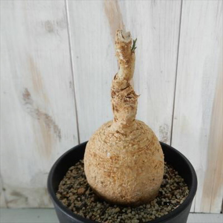 楽天市場】多肉植物 caアデニア ペリエリ 0417-29 多肉植物 コーデック 