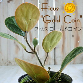 フィカス ゴールドコイン 4号鉢 ゴムの木 観葉植物 インテリア おしゃれ