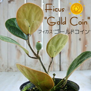 観葉植物 ゴムの木 4号 Diy 工具の人気商品 通販 価格比較 価格 Com