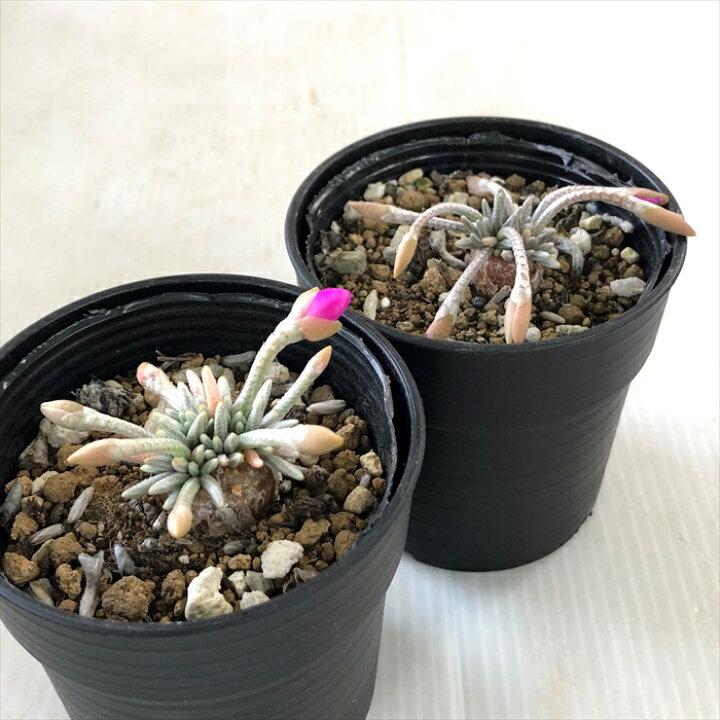 楽天市場】多肉植物 hmアボニア クイナリア (赤花アルストニー)多肉植物 アボニア 6cmポット : フラワーネット 日本花キ流通 楽天市場】多肉植物 hmアボニア クイナリア (赤花アルストニー)多肉植物 アボニア 6cmポット : フラワーネット 日本花キ流通
