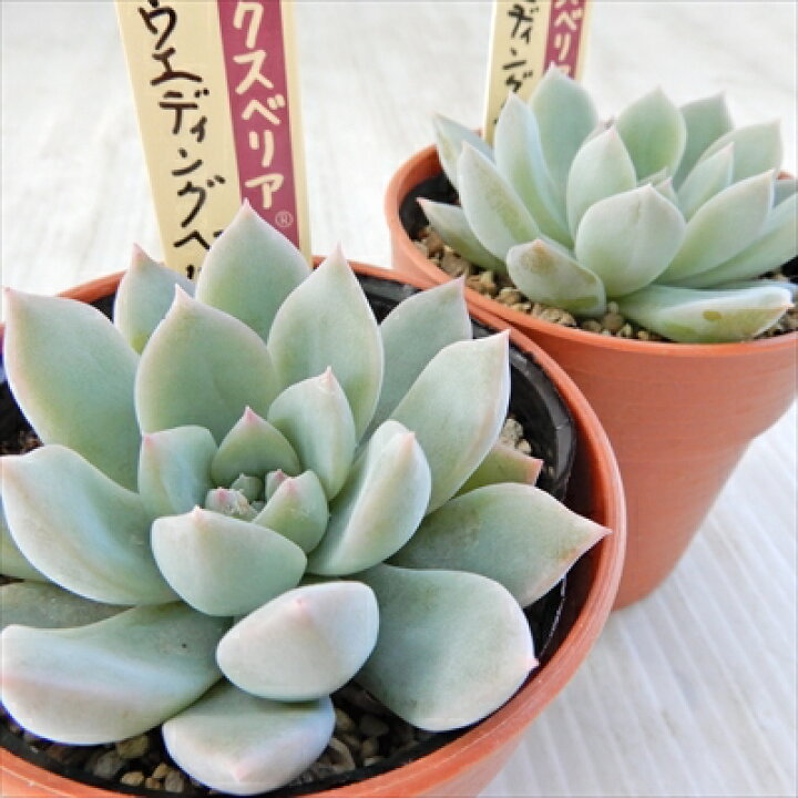 楽天市場】多肉植物 oriミックスベリア No.019 ウエディングベル 多肉 