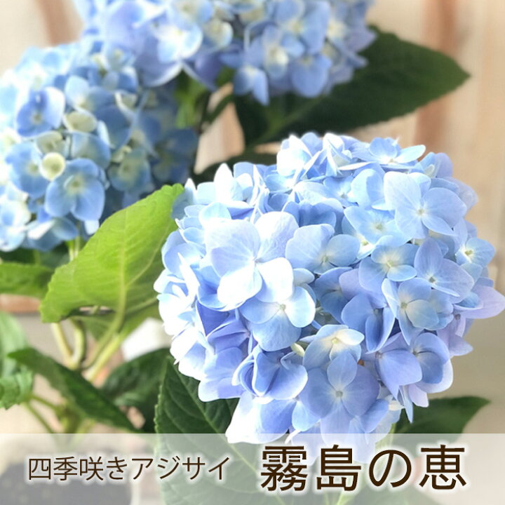 楽天市場】アジサイ 四季咲あじさい 霧島の恵 9cm 登録品種 