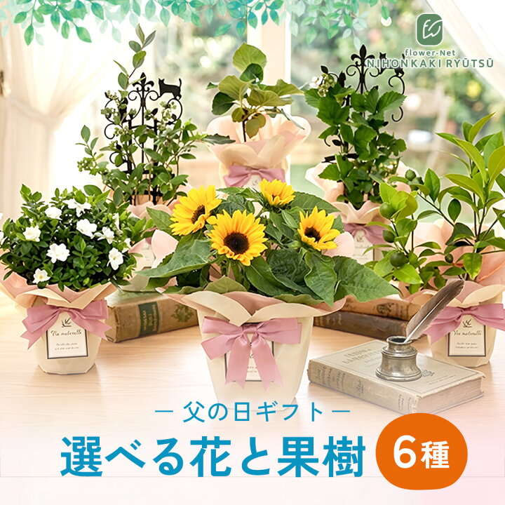 楽天市場】父の日 プレゼント ひまわり 5号鉢 送料無料 父の日ギフト 