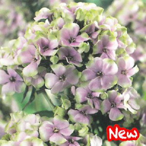 苗 宿根草の通販 価格比較 価格 Com