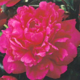 0以上 芍薬 通販 誕生 日 ライン 友達 0以上 芍薬 通販 誕生 日 ライン 友達