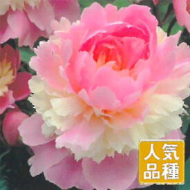 0以上 芍薬 通販 誕生 日 ライン 友達 0以上 芍薬 通販 誕生 日 ライン 友達