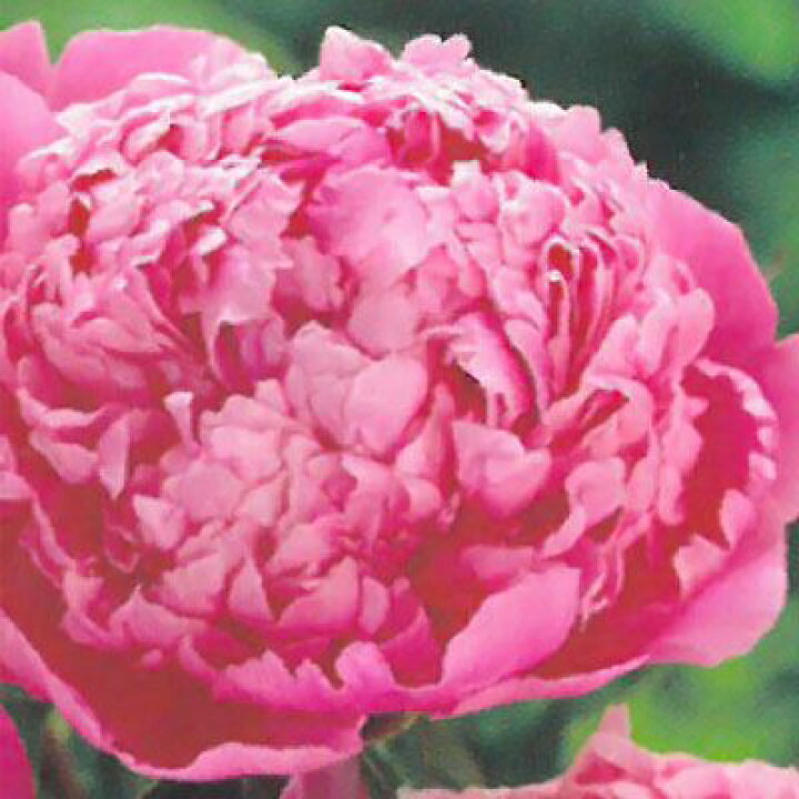 宿根草 多年草 常緑 優しい香り『薔薇咲きジャスミン』大苗 ポット苗 