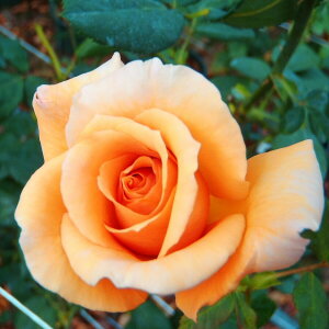 \̔ oc oc  WA lG炫 KN ΂ IW troe 12{ȍ~