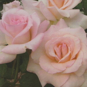 \̔ oc oc  uC_sN lG炫 KN ΂ sN troe 12{ȍ~