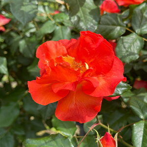 \̔ oc oc  vZX~`R lG炫 KN ΂ IW troe 12{ȍ~